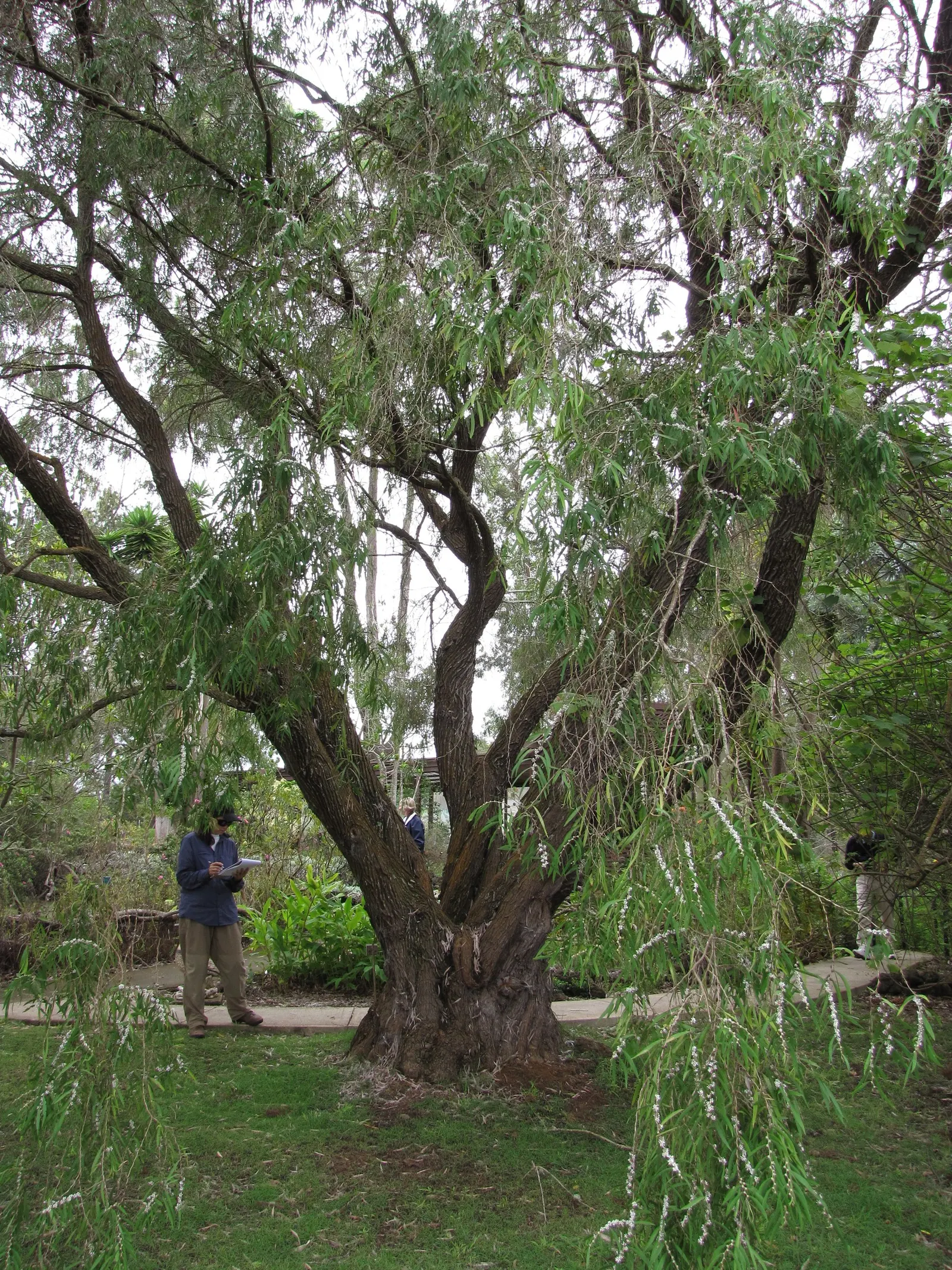Peppermint Tree (Agonis Flexuosa) — The Peppermint Tree (Agonis flexuosa) is a graceful Australian native; and low maintenance make it an ideal specimen or