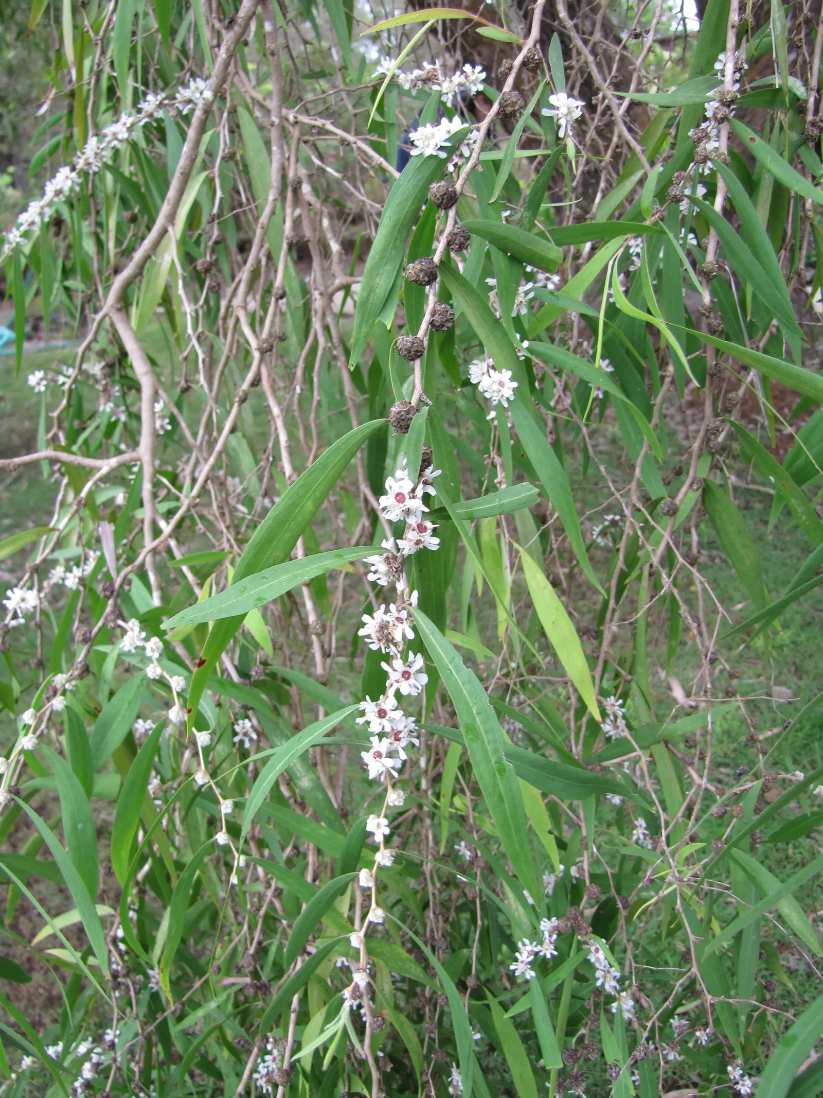 Peppermint Tree (Agonis Flexuosa) — and shrubs that prefer similar soil conditions