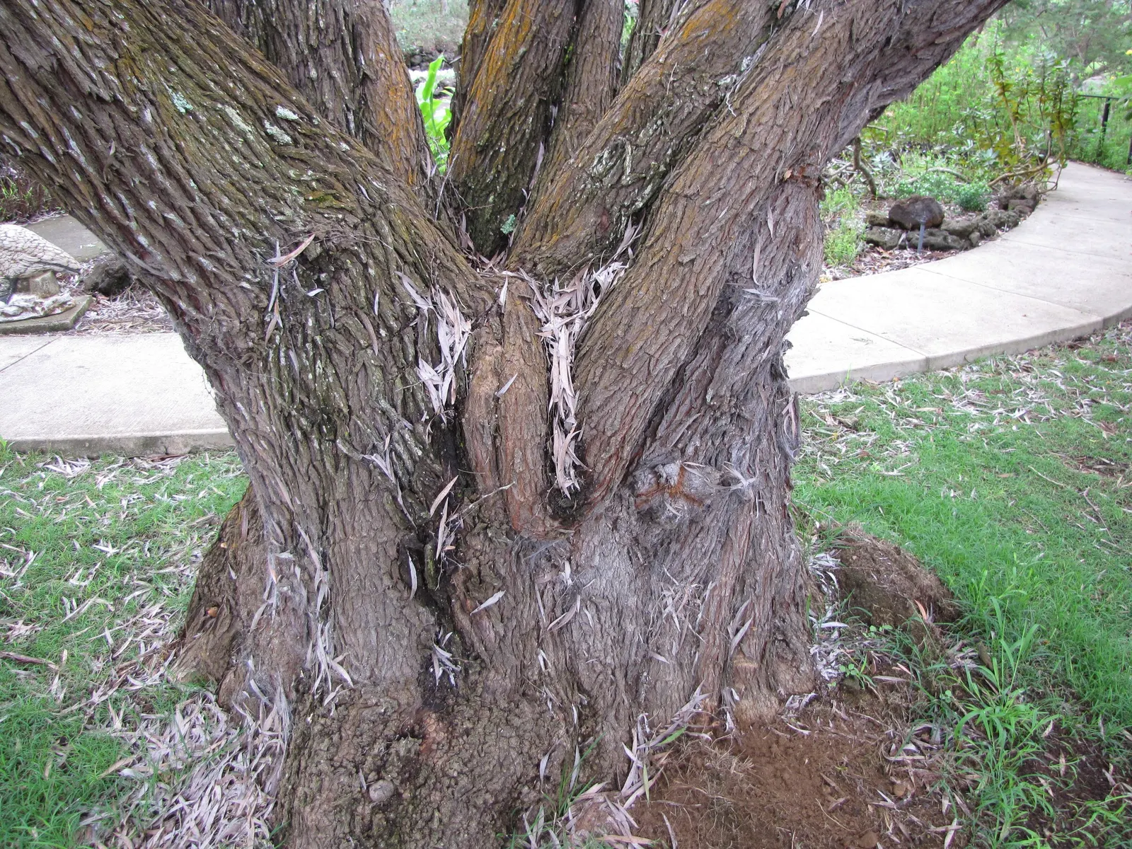 Peppermint Tree (Agonis Flexuosa) — and low maintenance make it an ideal specimen or screening tree for varied landscapes