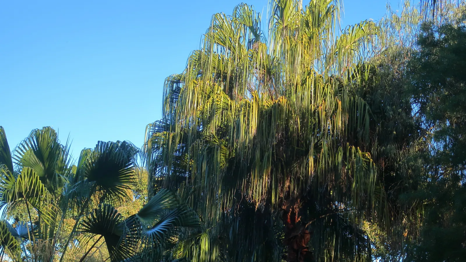 Peppermint Tree (Agonis Flexuosa) — sandy soils and once established