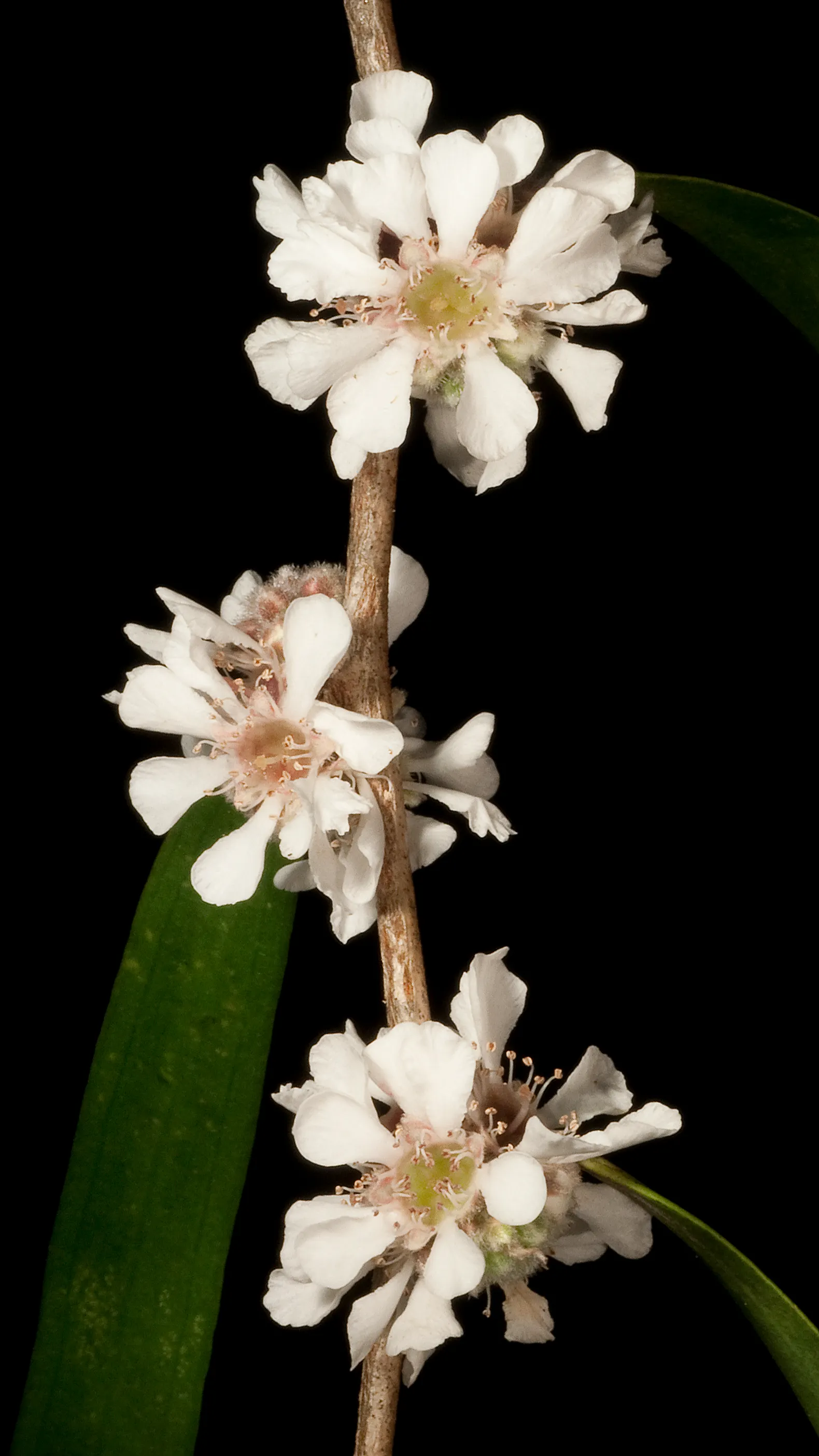Peppermint Tree (Agonis Flexuosa) — exhibits drought tolerance