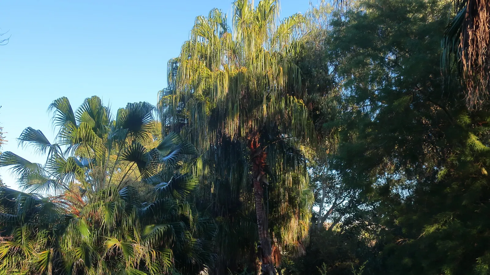 Peppermint Tree (Agonis Flexuosa) — the Peppermint Tree thrives in well-drained