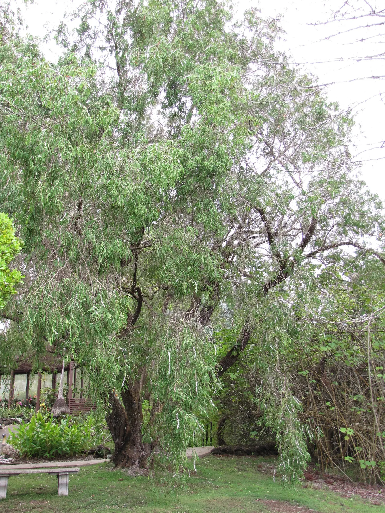 Peppermint Tree (Agonis Flexuosa) — and low maintenance make it an ideal specimen or screening tree for varied landscapes; only requiring light shaping to