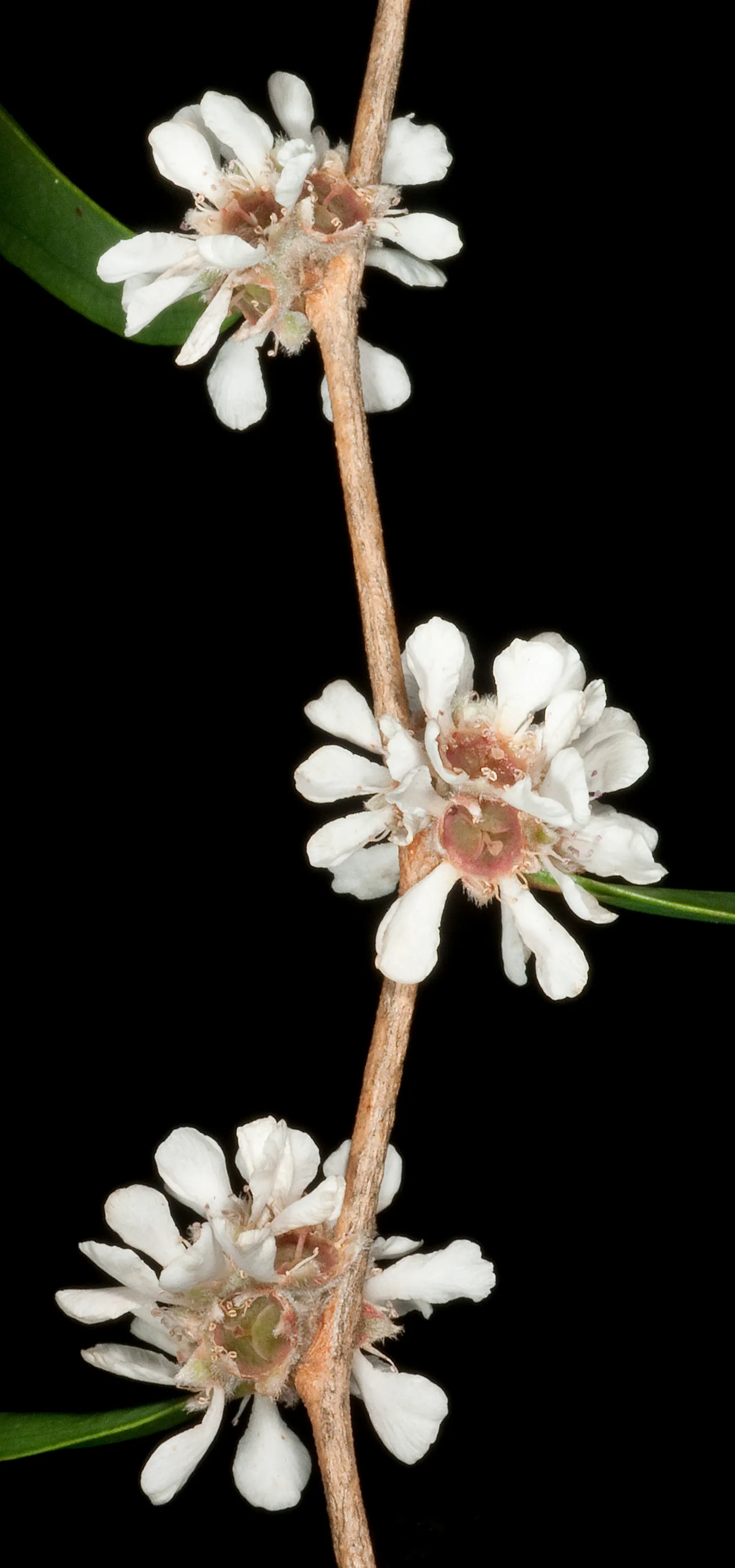 Peppermint Tree (Agonis Flexuosa) — only requiring light shaping to maintain their weeping form