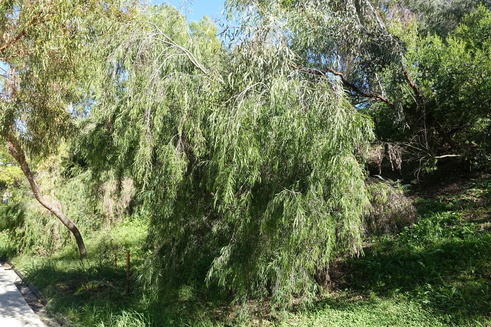 Peppermint Tree (Agonis Flexuosa) — creating a dynamic and cohesive landscape design