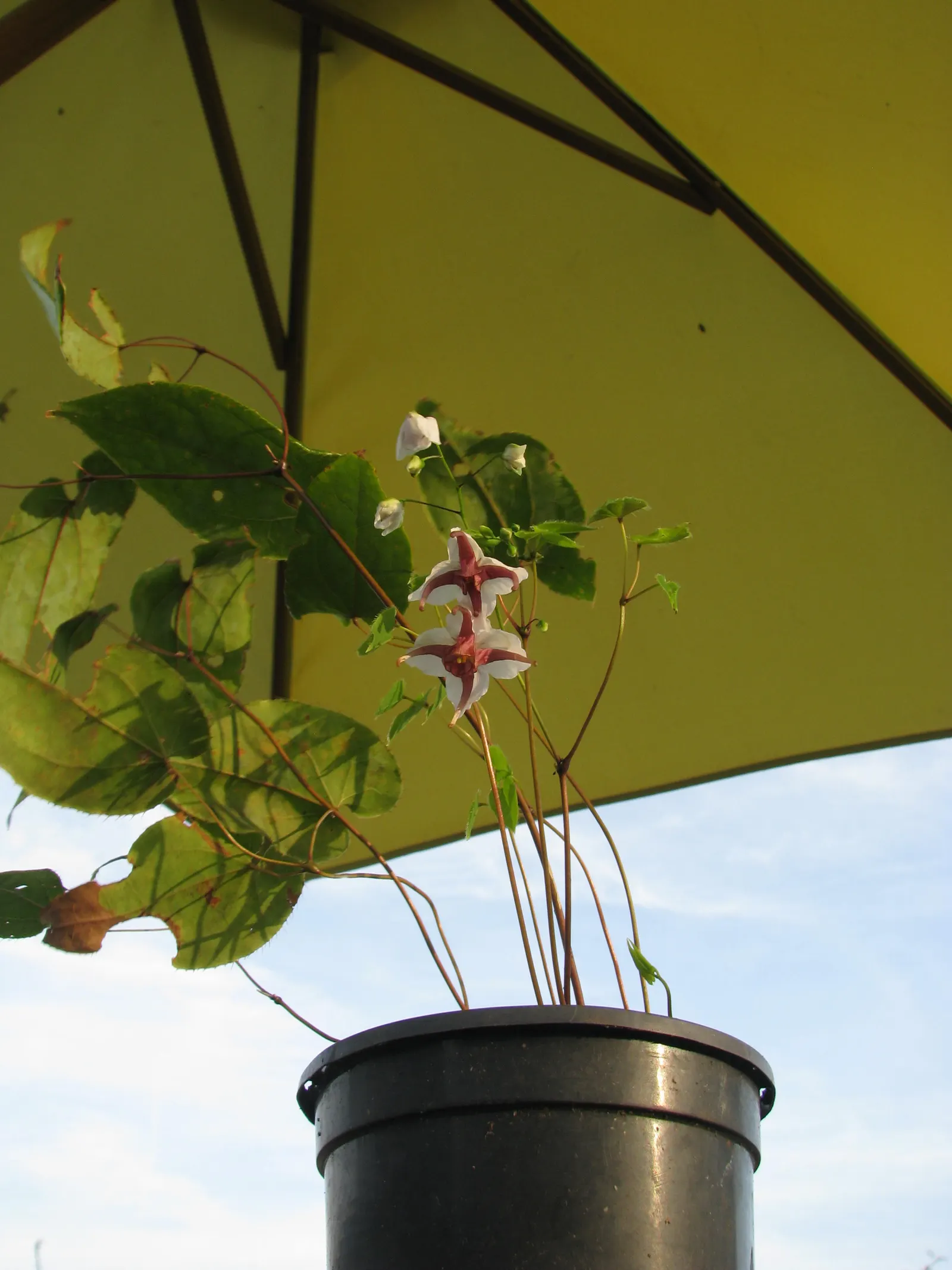 Fairy Wings Epimedium (Epimedium Sul. 'Fairy Wings') — The Fairy Wings Epimedium, or Epimedium x sulp