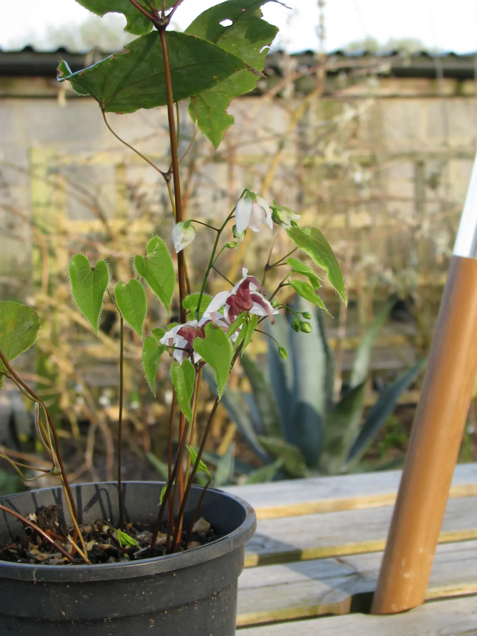 Fairy Wings Epimedium (Epimedium Sul. 'Fairy Wings') — 'Fairy Wings', is a graceful perennial well-suited for shady areas