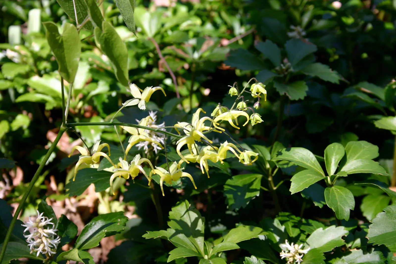 Fairy Wings Epimedium (Epimedium Sul. 'Fairy Wings') — It features delicate heart-shaped leaves and sprightly