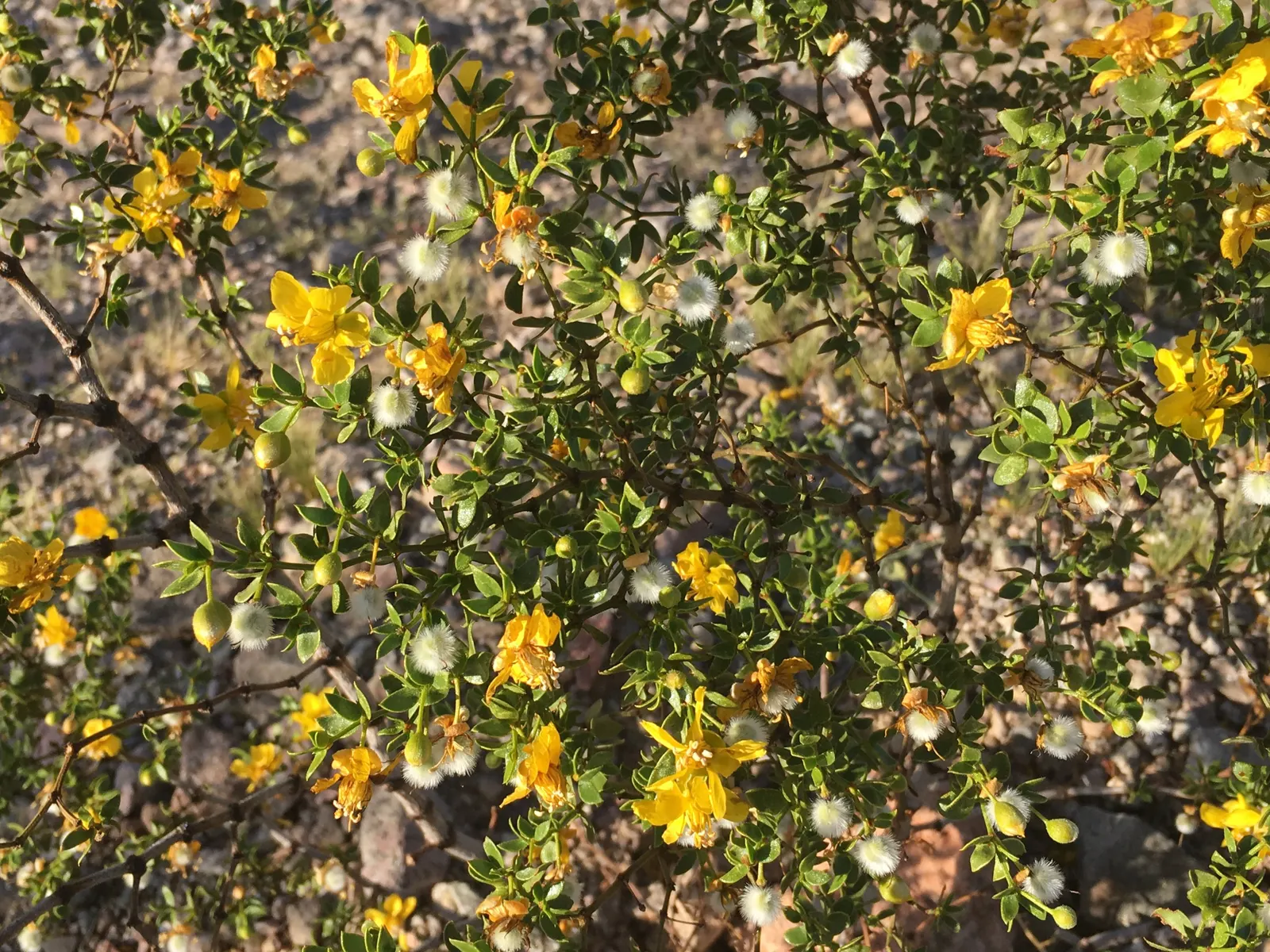 Creosote Bush (Larrea Tridentata) — resinous leaves that exude a distinctive; shrub with yellow blooms