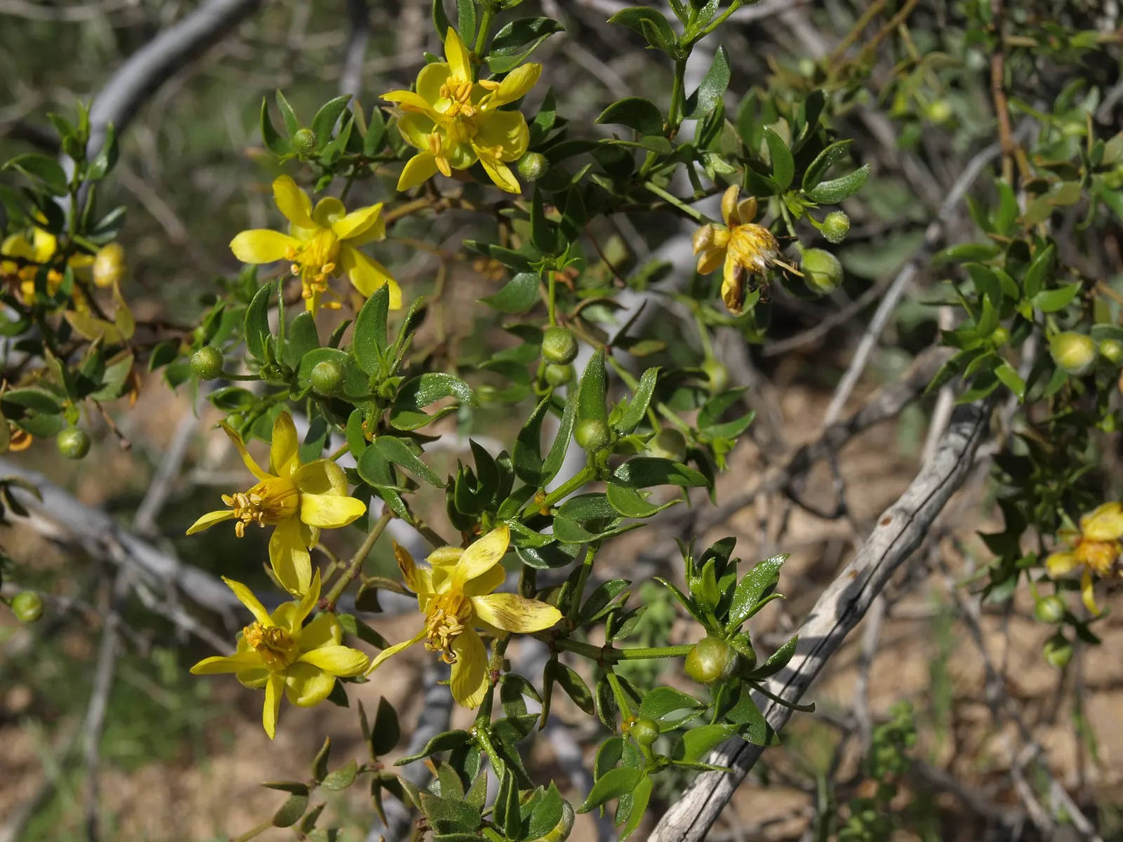 Creosote Bush (Larrea Tridentata) — These leaves are well-adapted to the harsh desert climate, with a waxy coating that reduces water loss, image 38