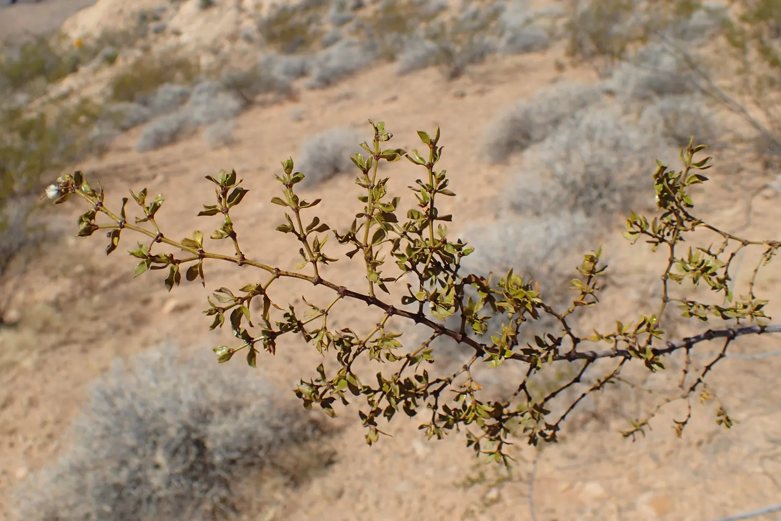 Creosote Bush (Larrea Tridentata) — Therefore, it is advisable to space it generously among other flora within the garden design