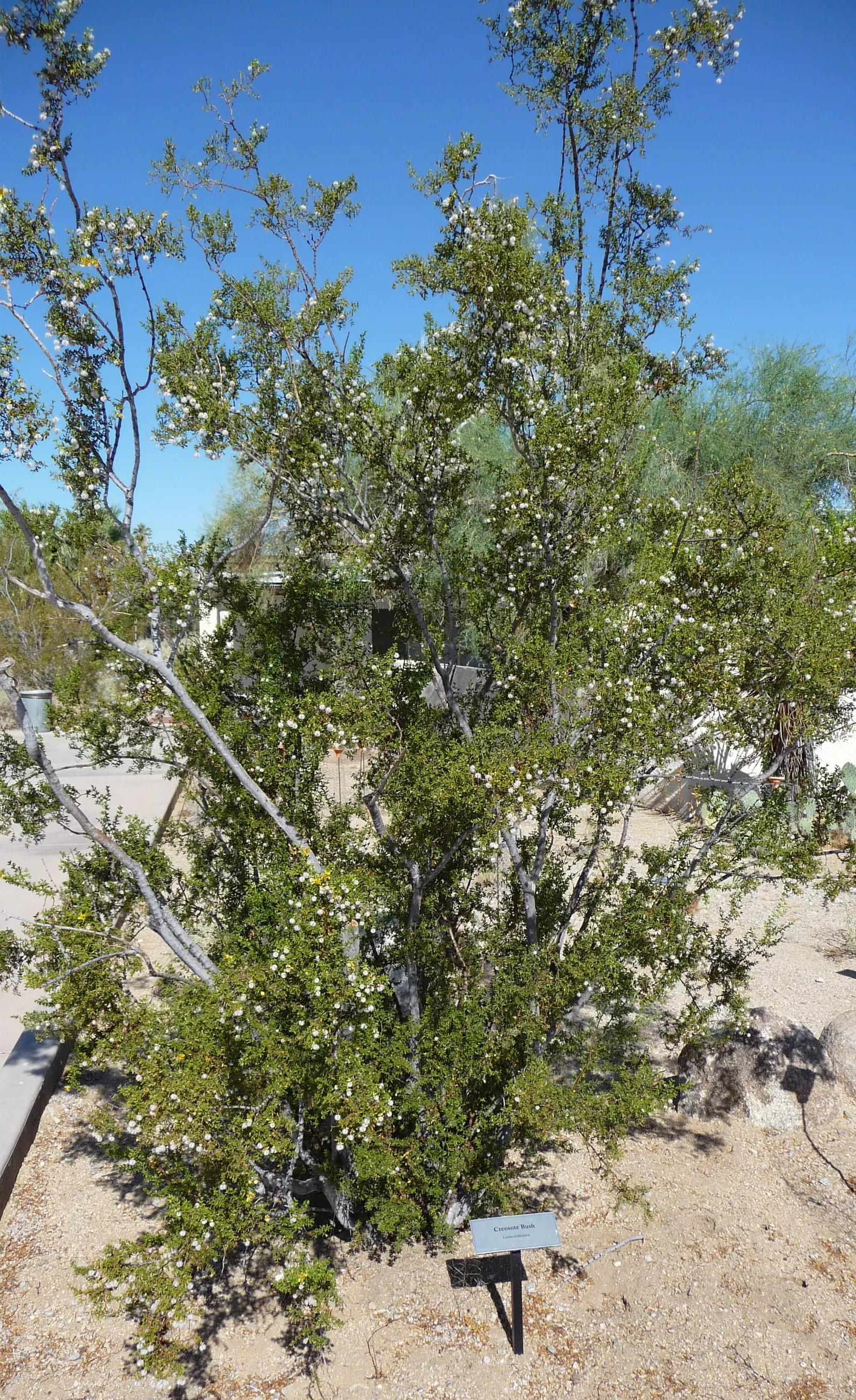 Creosote Bush (Larrea Tridentata) — particularly intense after rain; ideal for xeriscaping with its low maintenance requirements