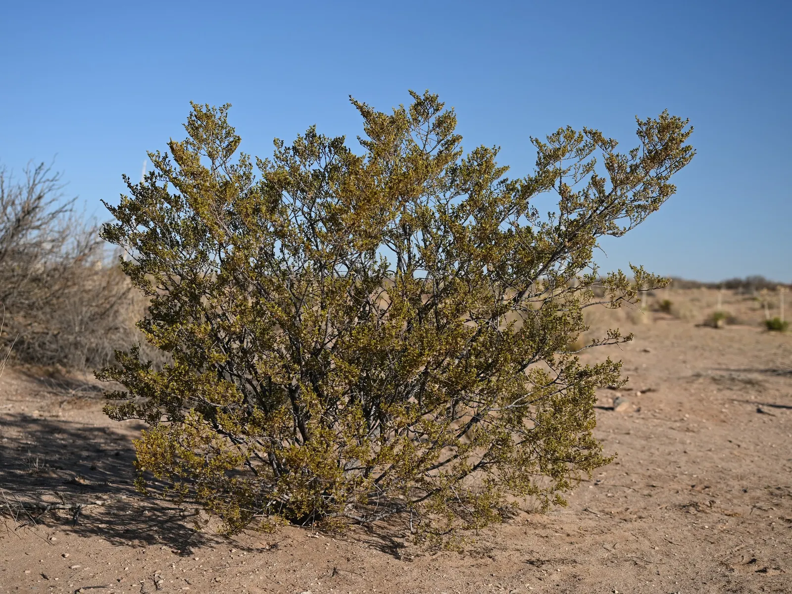 Creosote Bush (Larrea Tridentata) — Creosote Bush produces yellow flowers; it flourishes in full sun, reaching 3 to 4 feet in height and width