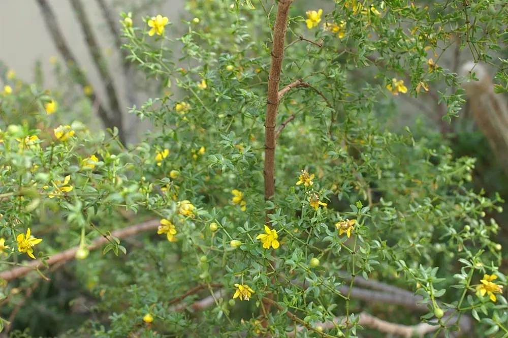 Creosote Bush (Larrea Tridentata) — ideal for xeriscaping with its low maintenance requirements