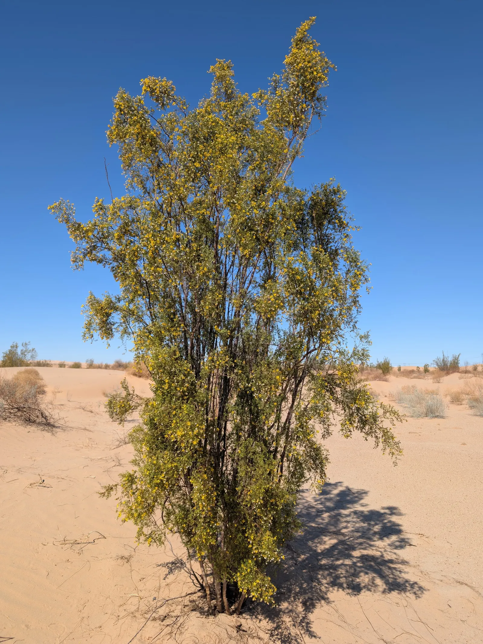 Creosote Bush (Larrea Tridentata) — fuzzy fruit.<br><br>In terms of planting and care; native to the arid regions of the Southwestern United States and parts