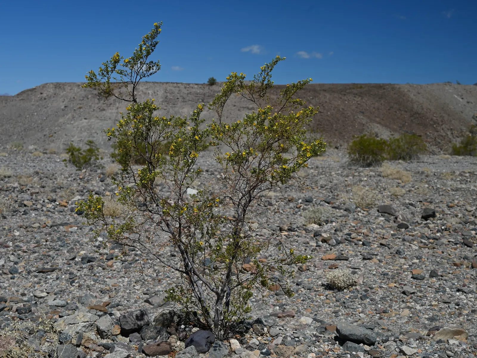 Creosote Bush (Larrea Tridentata) — requiring minimal irrigation once established; yellow flowers in the garden