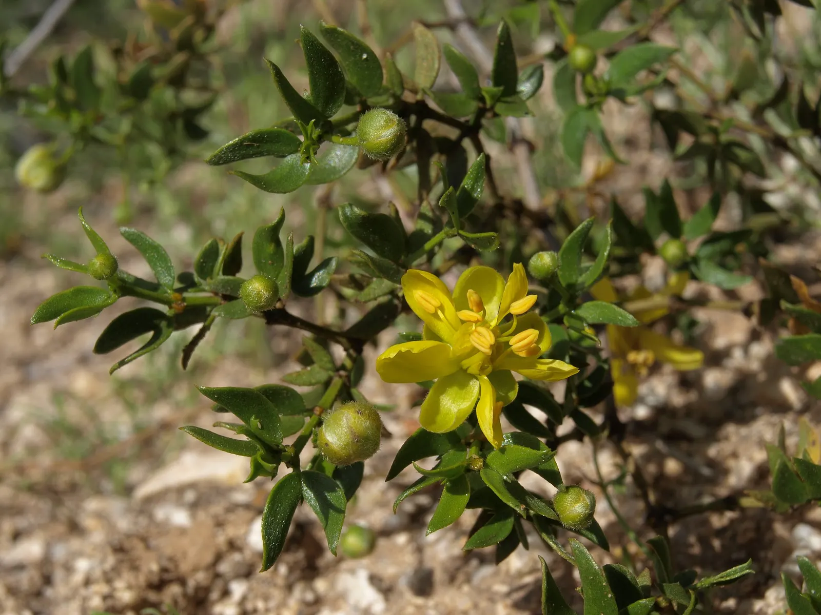 Creosote Bush (Larrea Tridentata) — From late spring to summer; regular pruning can maintain its size and shape
