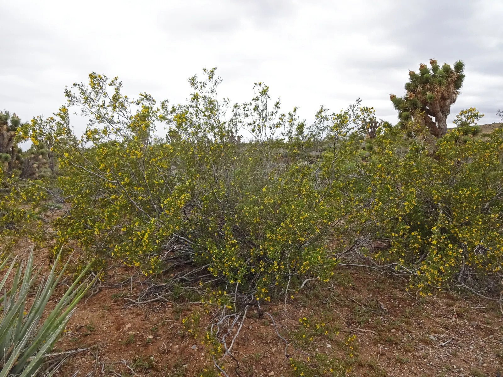 Creosote Bush (Larrea Tridentata) — Yellow flowers bloom in spring and summer; shrub for full