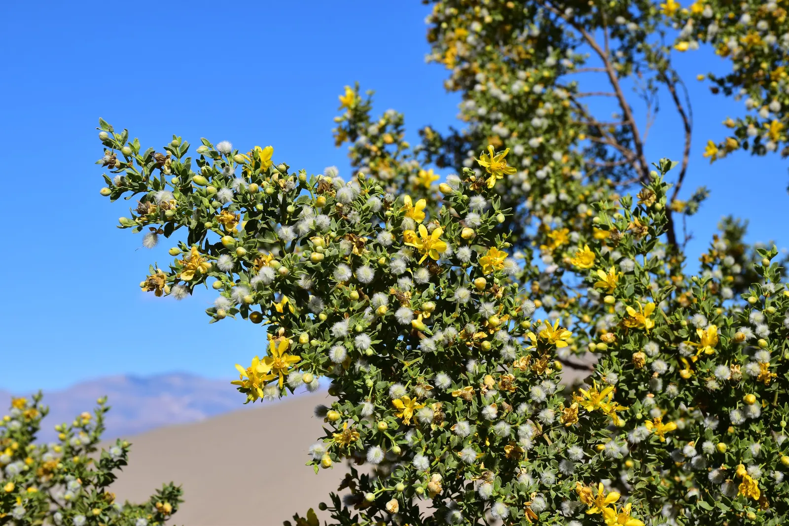 Creosote Bush (Larrea Tridentata) — the Creosote Bush is highly drought-tolerant
