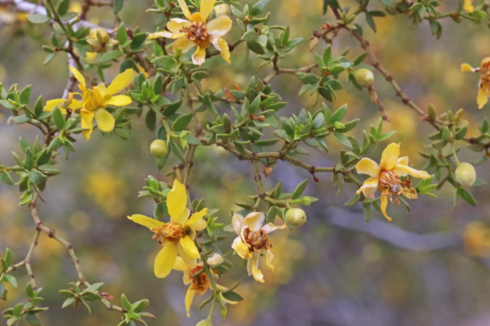 Creosote Bush (Larrea Tridentata) — particularly intense after rain