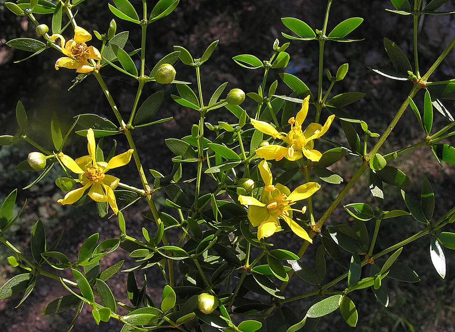 Creosote Bush (Larrea Tridentata) — often symbolizing the resilience of the desert landscape