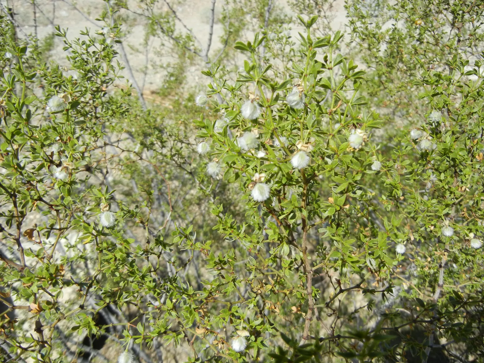 Creosote Bush (Larrea Tridentata) — Its small, dark green leaves exude a distinctive rain-like fragrance post-rainfall