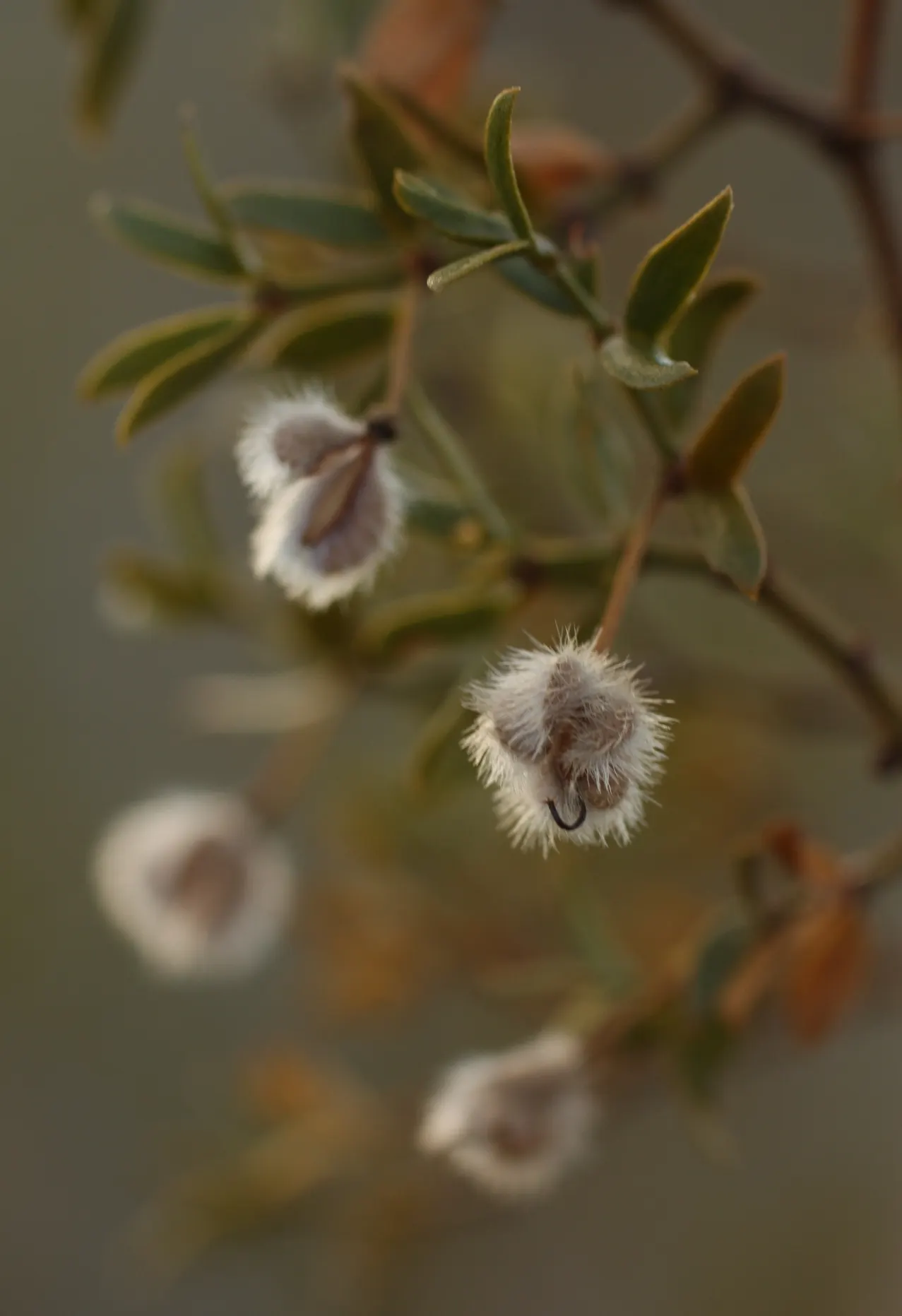 Creosote Bush (Larrea Tridentata) — From late spring to summer