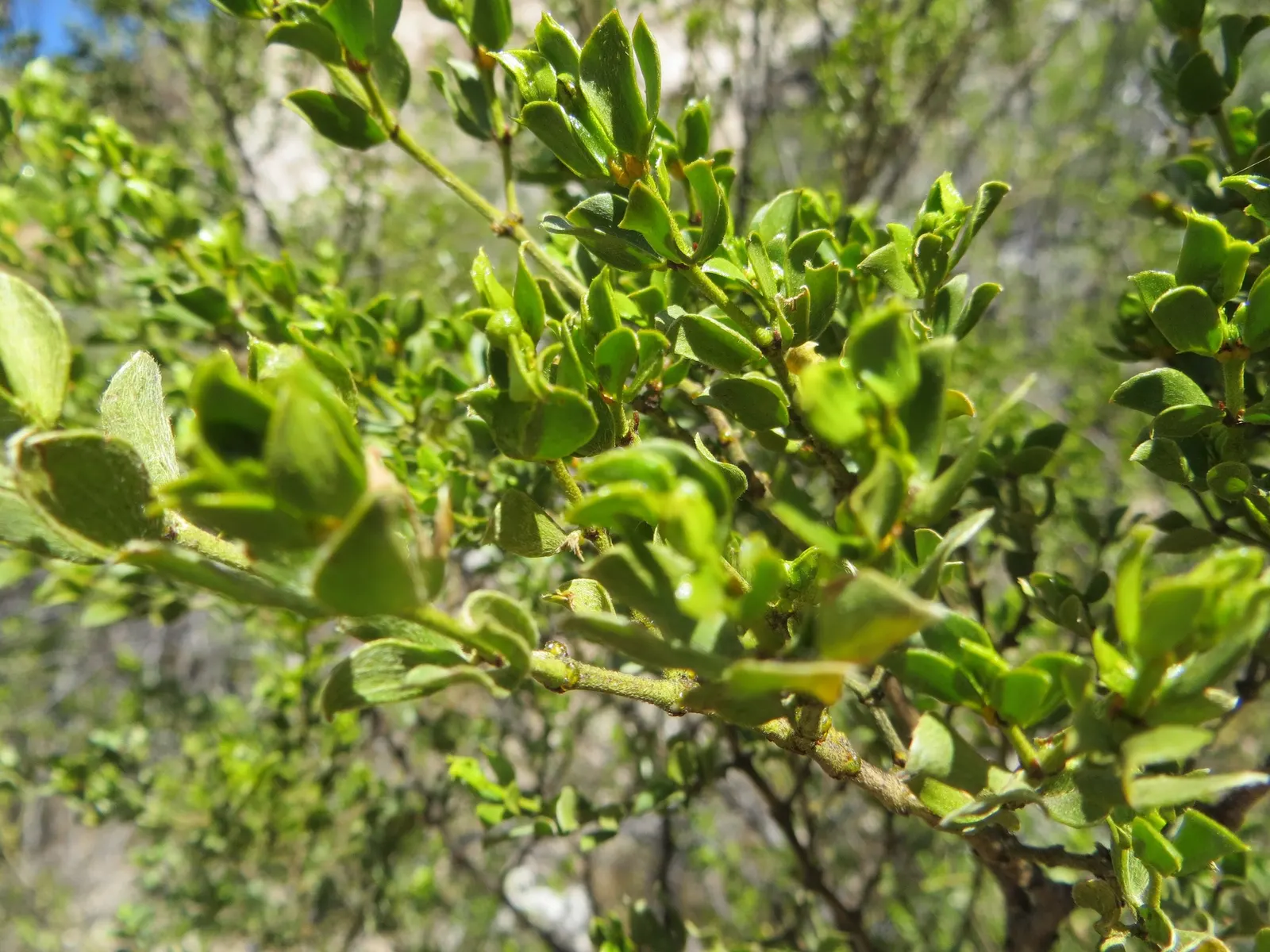 Creosote Bush (Larrea Tridentata) — These leaves are well-adapted to the harsh desert climate, with a waxy coating that reduces water loss