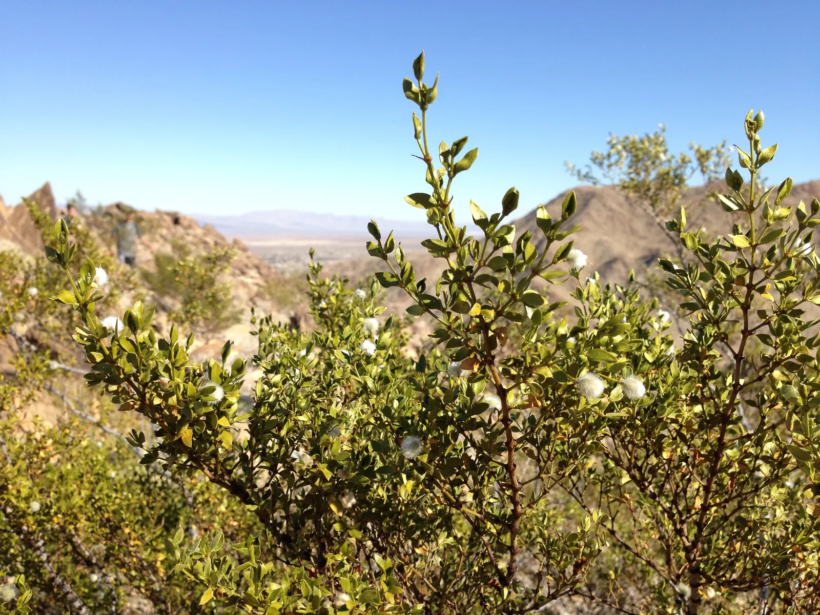 Creosote Bush (Larrea Tridentata) — Regular pruning can maintain its size and shape