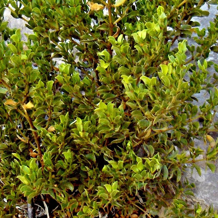 Creosote Bush (Larrea Tridentata) — It thrives in full sun and well-drained soils, mirroring its natural desert habitat