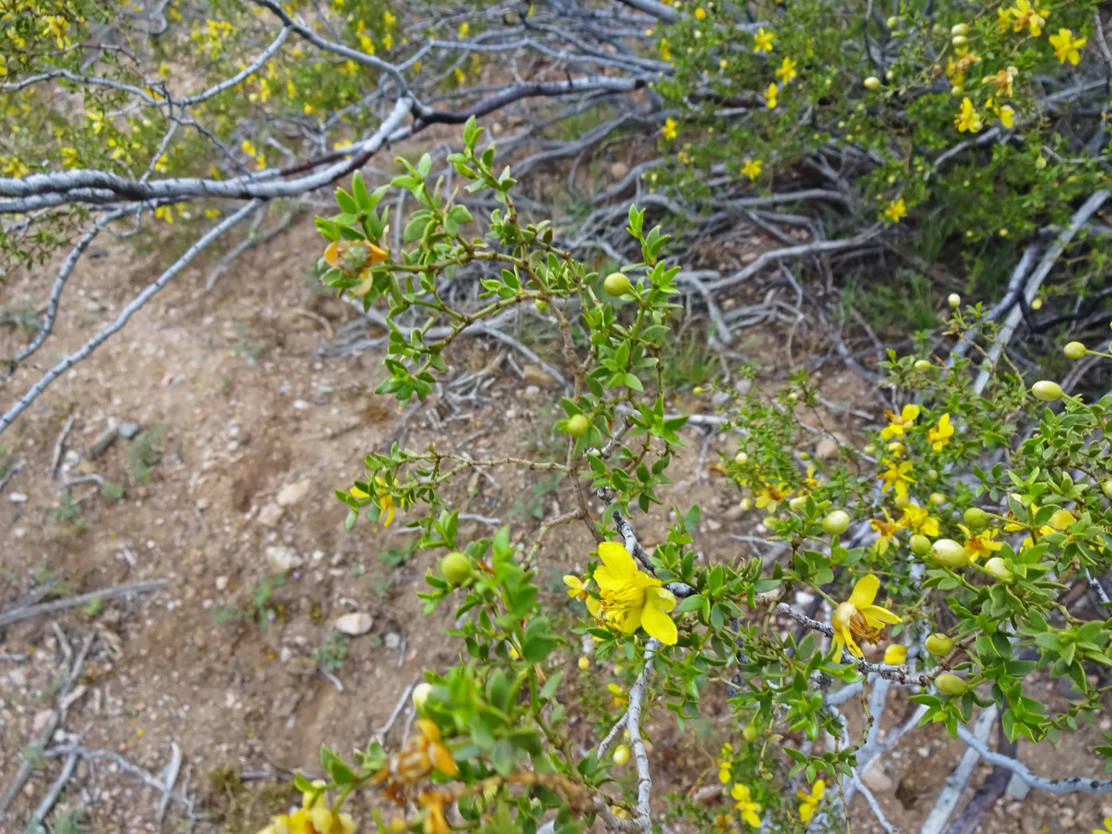 Creosote Bush (Larrea Tridentata) — This drought-tolerant plant prefers well-draining soils and minimal water once established; creosote Bush (Larrea