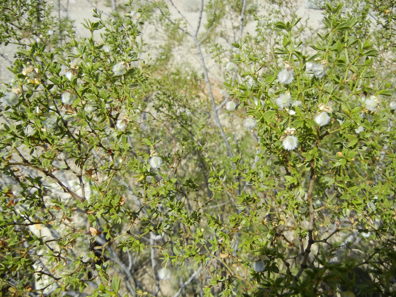 Creosote Bush (Larrea Tridentata) — a phenomenon known as allelopathy