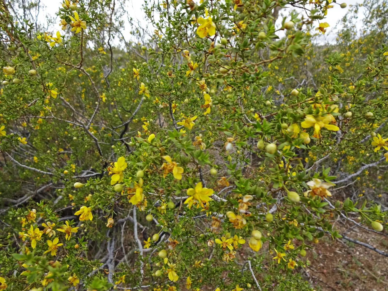 Creosote Bush (Larrea Tridentata) — Its small, dark green leaves exude a distinctive rain-like fragrance post-rainfall; requiring minimal irrigation once