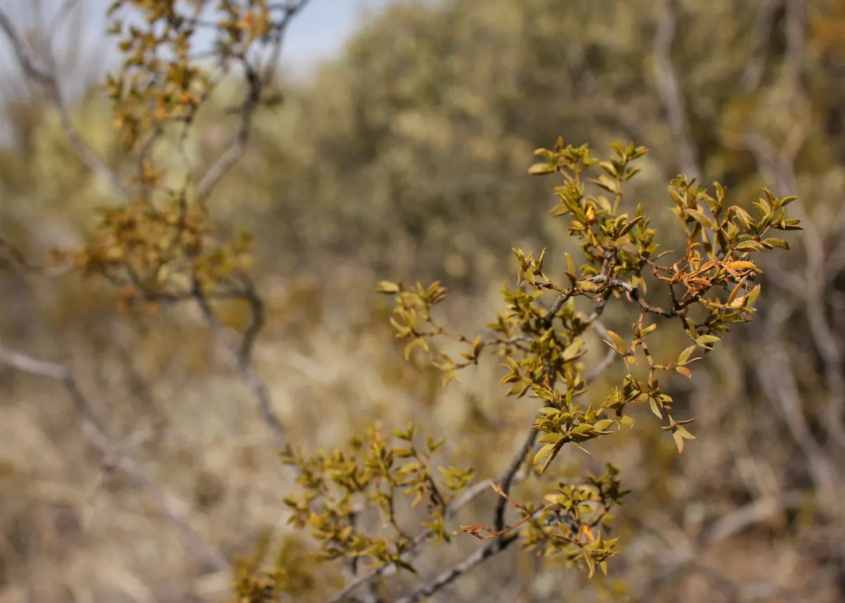 Creosote Bush (Larrea Tridentata) — Creosote Bush produces yellow flowers
