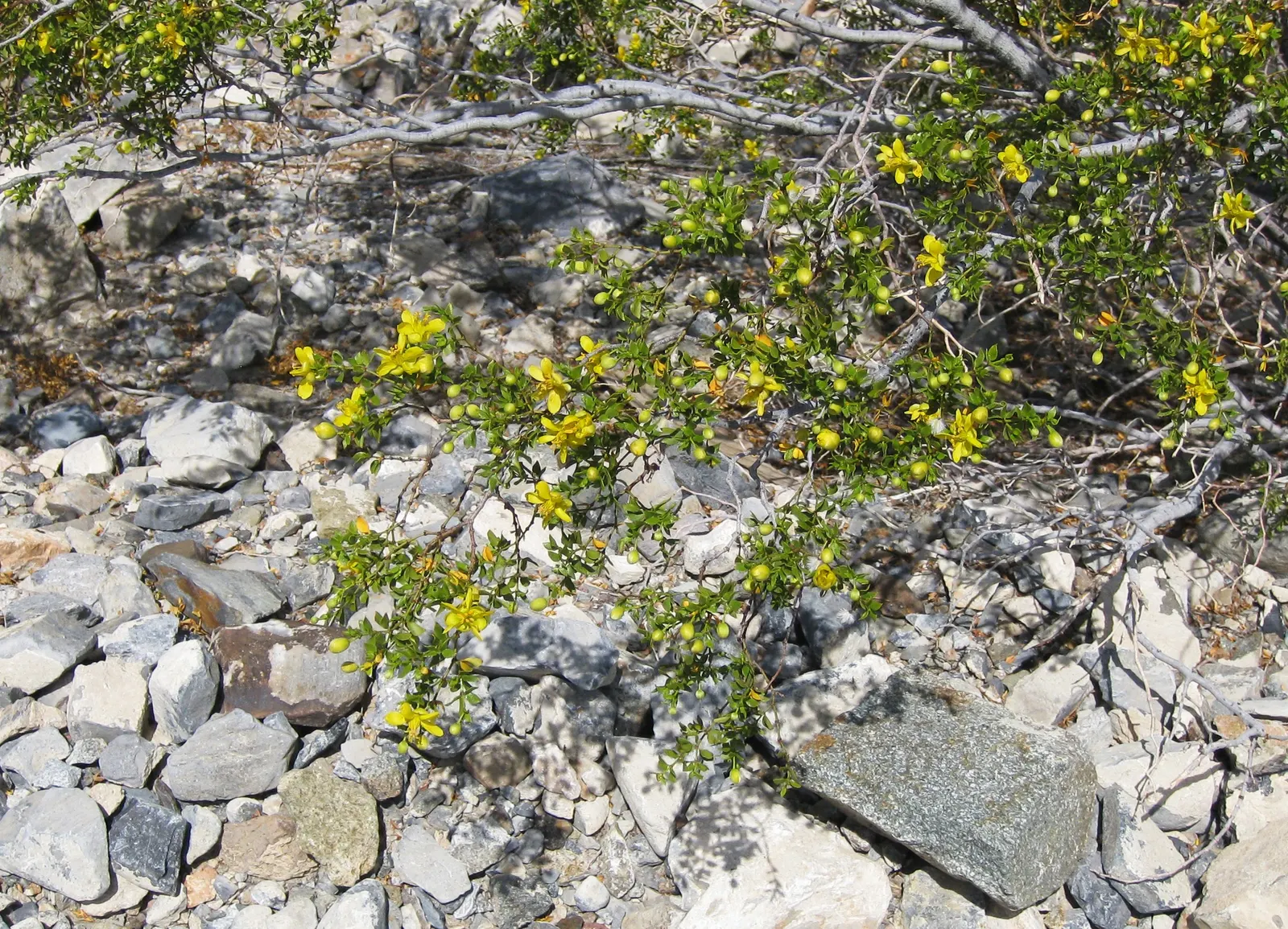 Creosote Bush (Larrea Tridentata) — Yellow flowers bloom in spring and summer