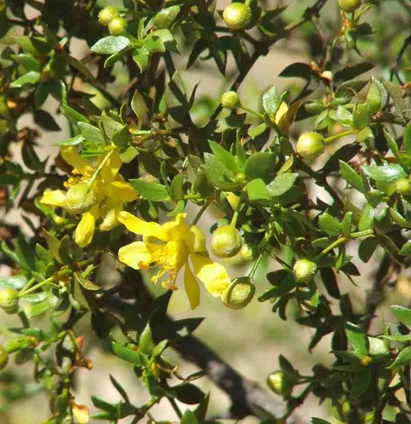 Creosote Bush (Larrea Tridentata) — requiring minimal irrigation once established