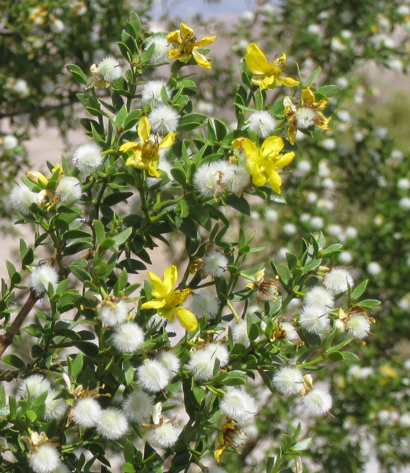 Creosote Bush (Larrea Tridentata) — This drought-tolerant plant prefers well-draining soils and minimal water once established