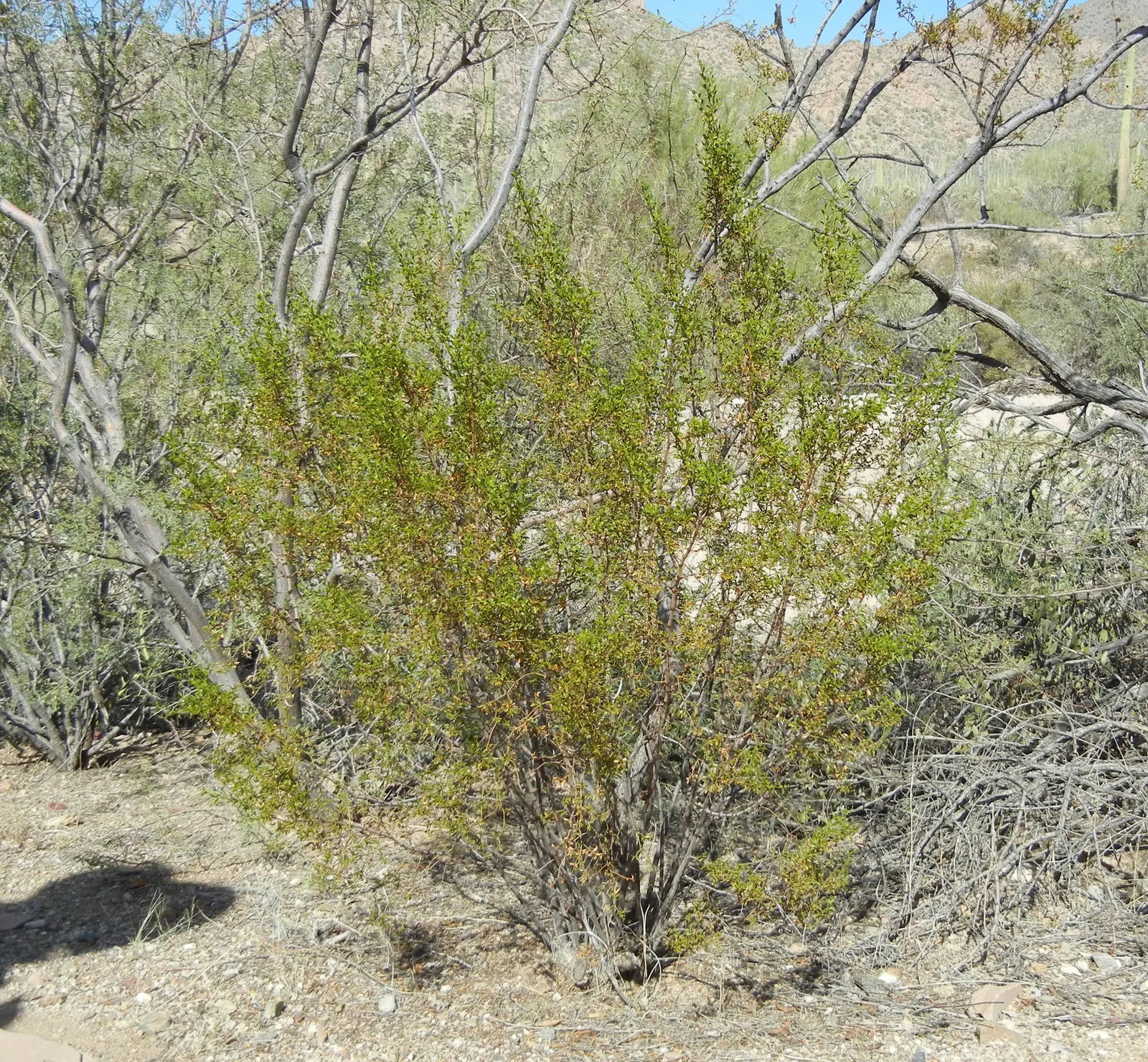 Creosote Bush (Larrea Tridentata) — fuzzy fruit.<br><br>In terms of planting and care