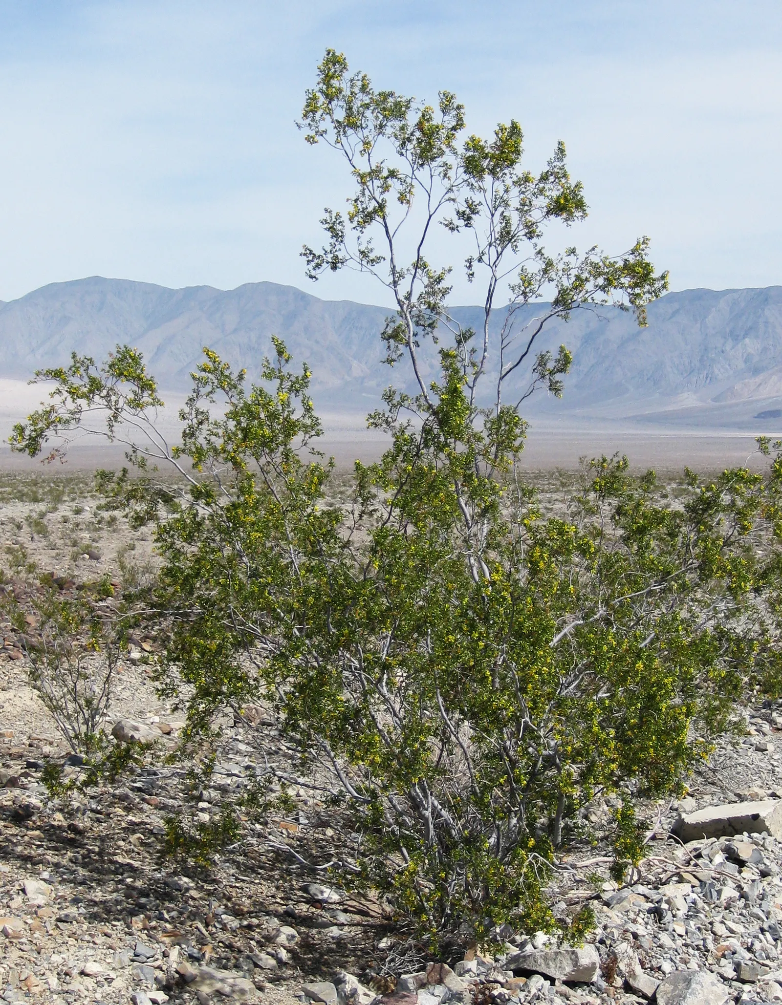 Creosote Bush (Larrea Tridentata) — It flourishes in full sun, reaching 3 to 4 feet in height and width