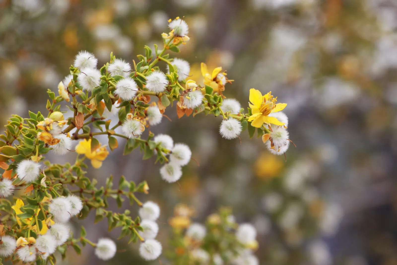 Creosote Bush (Larrea Tridentata) — The Creosote Bush (Larrea tridentata) is a resilient evergreen shrub, native to arid deserts of the Southwest