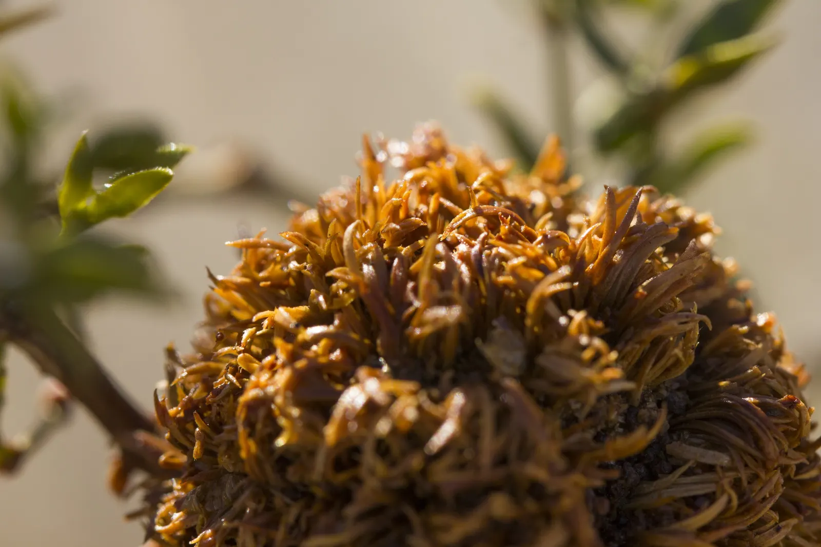 Creosote Bush (Larrea Tridentata) — This evergreen shrub can grow between 3 to 9 feet tall and has an equally sprawling width