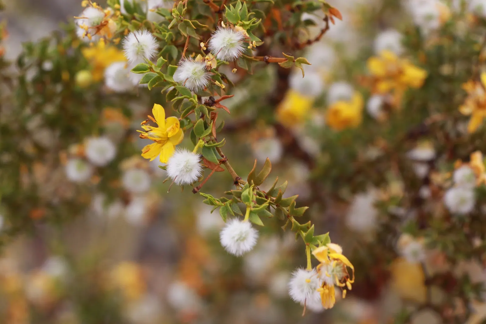 Creosote Bush (Larrea Tridentata) — It flourishes in full sun, reaching 3 to 4 feet in height and width; resinous leaves that exude a distinctive