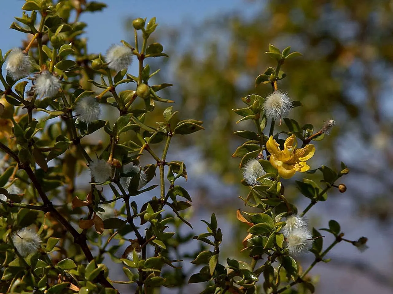 Creosote Bush (Larrea Tridentata) — shrub for full