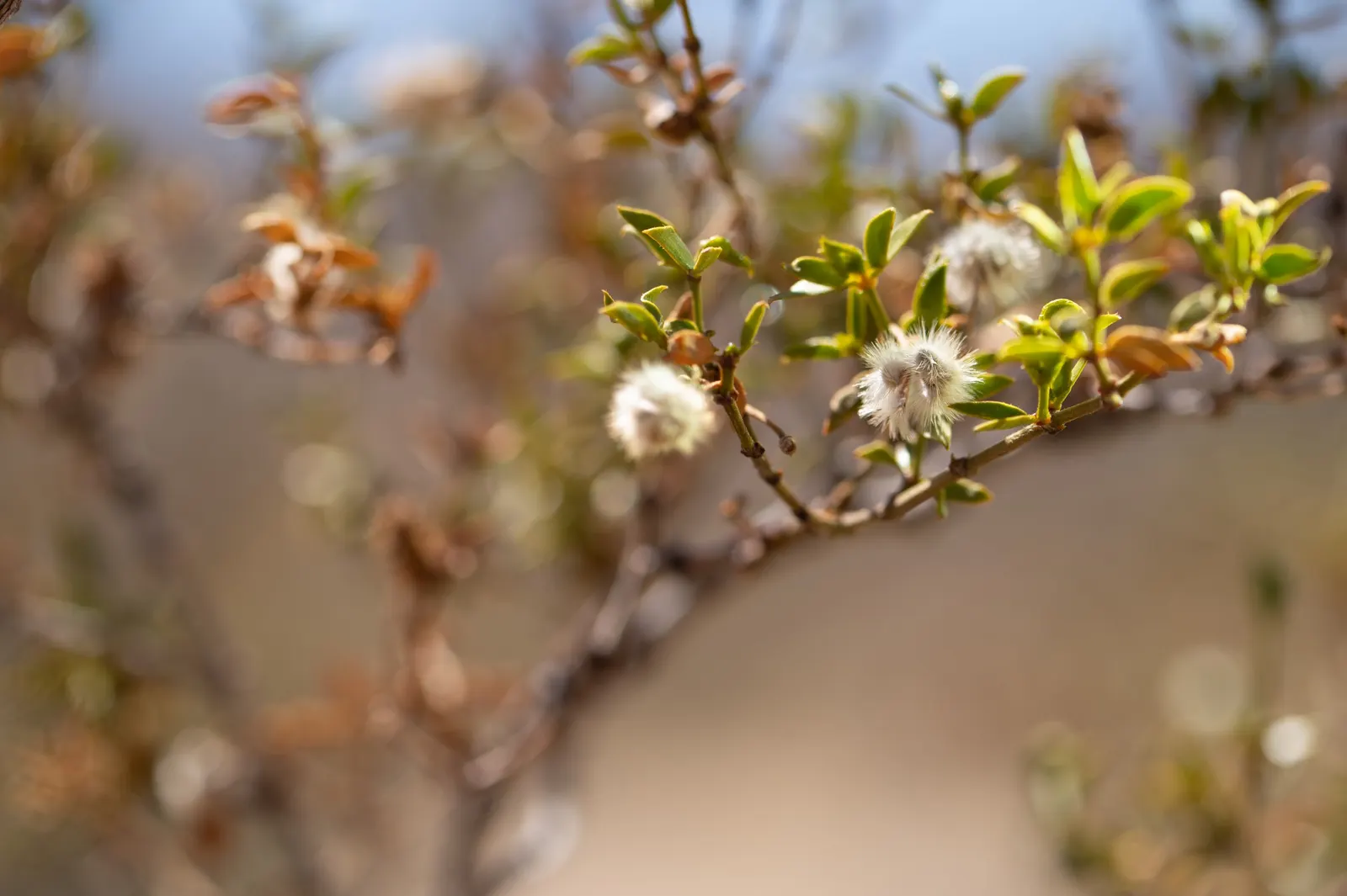 Creosote Bush (Larrea Tridentata) — resinous leaves that exude a distinctive