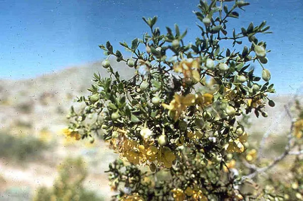 Creosote Bush (Larrea Tridentata) — native to the arid regions of the Southwestern United States and parts of Mexico