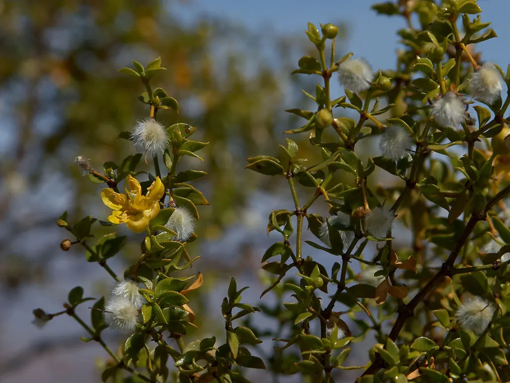 Creosote Bush (Larrea Tridentata) — Creosote Bush (Larrea tridentata)