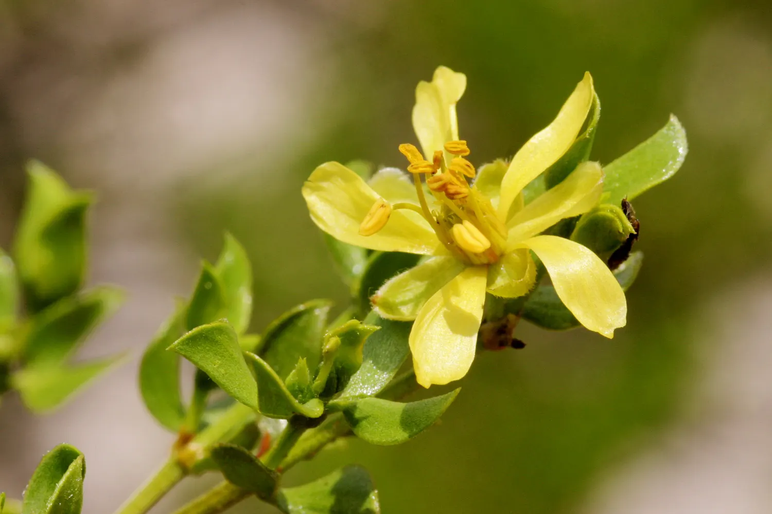 Creosote Bush (Larrea Tridentata) — This evergreen shrub can grow between 3 to 9 feet tall and has an equally sprawling width; the Creosote Bush is highly