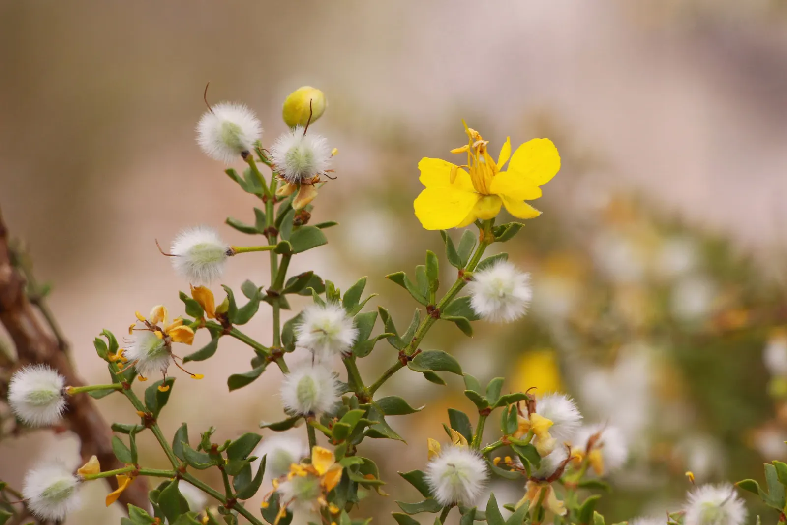 Creosote Bush (Larrea Tridentata) — shrub with yellow blooms