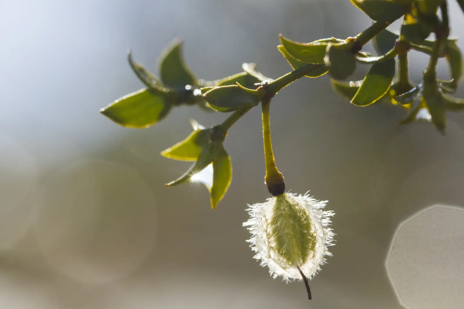Creosote Bush (Larrea Tridentata) — Creosote Bush (Larrea tridentata); a phenomenon known as allelopathy