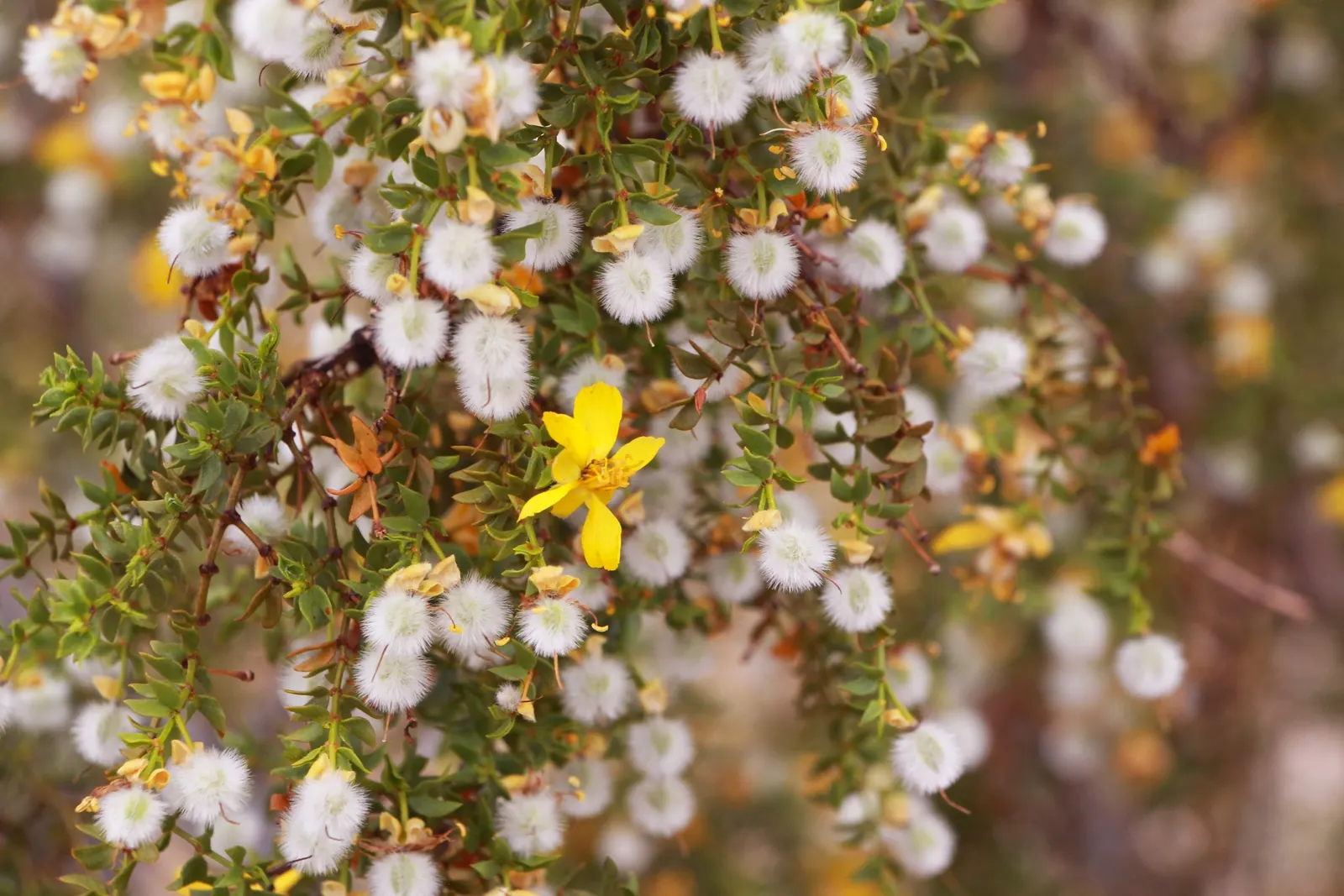 Creosote Bush (Larrea Tridentata) — The Creosote Bush (Larrea tridentata) is a resilient evergreen shrub, native to arid deserts of the Southwest; yellow
